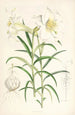 Lilium Wallichianum - Walter Hood Fitch — Ansicht des Kunstwerks