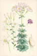 Lilium Washingtonianum var purpureum - Walter Hood Fitch — Ansicht des Kunstwerks
