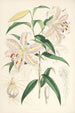 Lilium auratum - Walter Hood Fitch — Ansicht des Kunstwerks