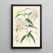 Lilium auratum - Walter Hood Fitch — gerahmtes Bild an der Wand