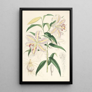 Walter Hood Fitch - Lilium auratum.webp