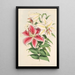 Lilium auratum var Parkmanm - Walter Hood Fitch — gerahmtes Bild an der Wand