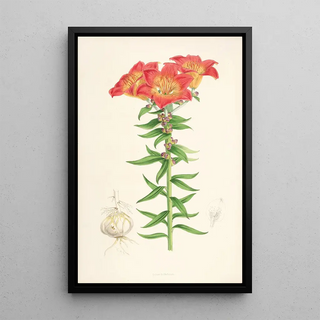 Walter Hood Fitch - Lilium bulbiferum.webp