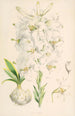 Lilium candidum - Walter Hood Fitch — Ansicht des Kunstwerks
