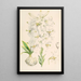 Lilium candidum - Walter Hood Fitch — gerahmtes Bild an der Wand