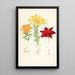 Lilium elegans var alutaceum - Walter Hood Fitch — gerahmtes Bild an der Wand