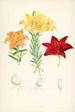 Lilium elegans var alutaceum - Walter Hood Fitch — Ansicht des Kunstwerks