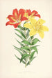Lilium elegans var incomparabile - Walter Hood Fitch — Ansicht des Kunstwerks