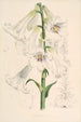 Lilium giganteum - Walter Hood Fitch — Ansicht des Kunstwerks