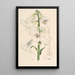 Lilium giganteum - Walter Hood Fitch — gerahmtes Bild an der Wand