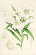 Lilium lingiflorium - Walter Hood Fitch — Ansicht des Kunstwerks