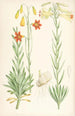 Lilium maritimum - Walter Hood Fitch — Ansicht des Kunstwerks