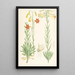 Lilium maritimum - Walter Hood Fitch — gerahmtes Bild an der Wand