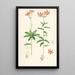 Lilium medeoloides - Walter Hood Fitch — gerahmtes Bild an der Wand