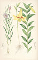 Lilium oxypetalum - Walter Hood Fitch — Ansicht des Kunstwerks