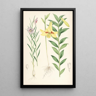 Walter Hood Fitch - Lilium oxypetalum.webp