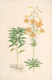 Lilium parvum - Walter Hood Fitch — Ansicht des Kunstwerks