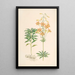 Lilium parvum - Walter Hood Fitch — gerahmtes Bild an der Wand