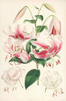 Lilium speciosum - Walter Hood Fitch — Ansicht des Kunstwerks