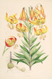 Lilium superbum - Walter Hood Fitch — Ansicht des Kunstwerks