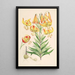 Lilium superbum - Walter Hood Fitch — gerahmtes Bild an der Wand
