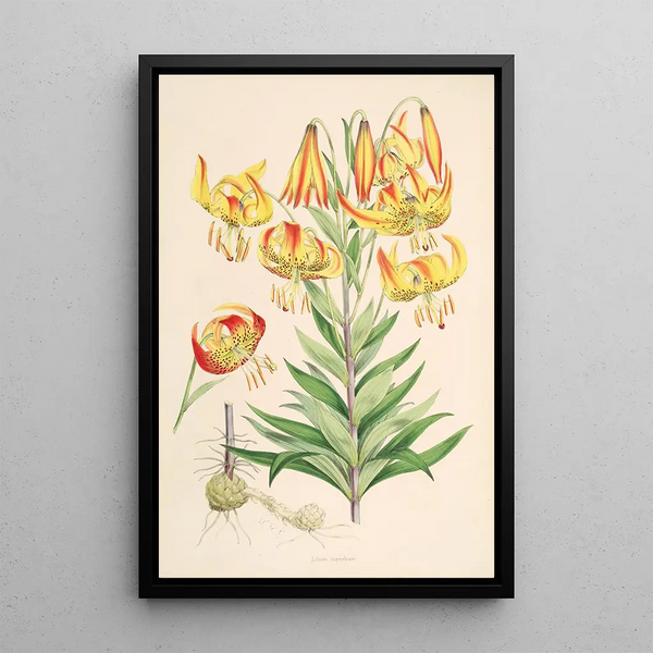 Walter Hood Fitch - Lilium superbum.webp
