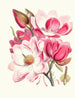 Magnolia campbellii Hf und T Pflanze mit Blüten - Walter Hood Fitch — Ansicht des Kunstwerks