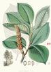 Magnolia Campbellii Hf und T Pflanzenfrucht im Laub - Walter Hood Fitch — Ansicht des Kunstwerks