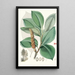 Magnolia Campbellii Hf und T Pflanzenfrucht im Laub - Walter Hood Fitch — gerahmtes Bild an der Wand