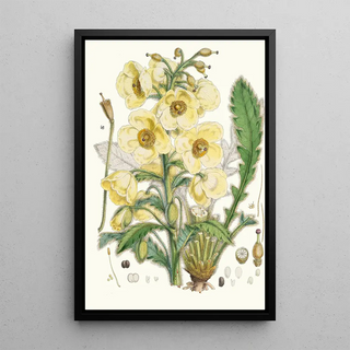 Walter Hood Fitch - Meconopsis Nepalensis dc.webp