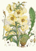 Meconopsis Nepalensis dc - Walter Hood Fitch — Ansicht des Kunstwerks
