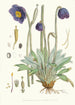 Meconopsis Simplicifolia H f und T - Walter Hood Fitch — Ansicht des Kunstwerks