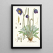 Meconopsis Simplicifolia H f und T - Walter Hood Fitch — gerahmtes Bild an der Wand