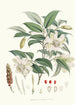 Michelia Cathcartii Hf und T - Walter Hood Fitch — Ansicht des Kunstwerks