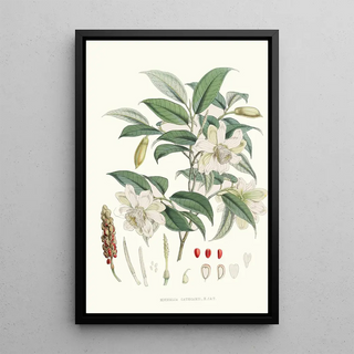 Walter Hood Fitch - Michelia Cathcartii Hf et T.webp