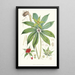 Paris Polyphylla Smit - Walter Hood Fitch — gerahmtes Bild an der Wand