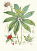 Paris Polyphylla Smit - Walter Hood Fitch — Ansicht des Kunstwerks
