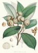 Quercus Lamellosa Ham - Walter Hood Fitch — Ansicht des Kunstwerks