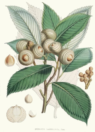 Walter Hood Fitch - Quercus Lamellosa Ham.webp