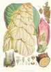 Rheum Nobile Hfand T - Walter Hood Fitch — Ansicht des Kunstwerks