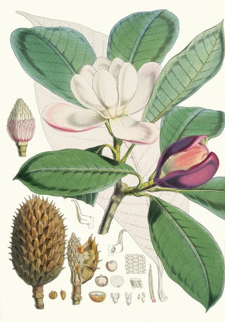 Walter Hood Fitch - Talauma Hodgsoni Hf et T.webp