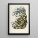 Les Rhododendrons de l'Himalaya de Sikkim Pl01 - Walter Hood Fitch — gerahmtes Bild an der Wand