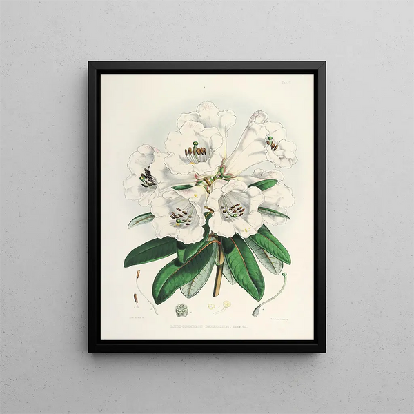 Walter Hood Fitch - The Rhododendrons of SikkimHimalaya Pl02.webp