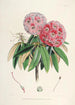 Les Rhododendrons de l'Himalaya de Sikkim Pl06 - Walter Hood Fitch — Ansicht des Kunstwerks