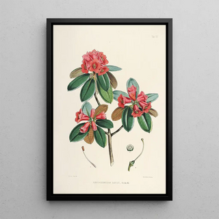 Walter Hood Fitch - The Rhododendrons of SikkimHimalaya Pl07.webp