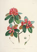 Die Rhododendren des Himalaya von Sikkim Pl07 - Walter Hood Fitch — Ansicht des Kunstwerks