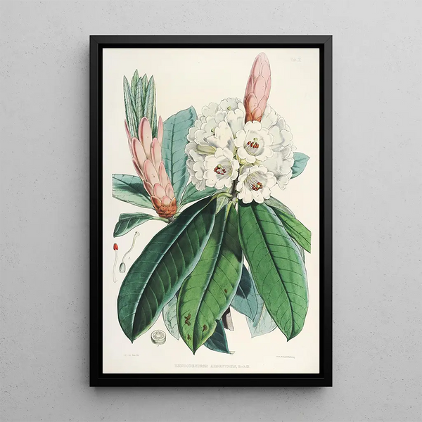 Walter Hood Fitch - The Rhododendrons of SikkimHimalaya Pl09.webp