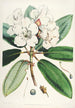Les Rhododendrons de l'Himalaya de Sikkim Pl11 - Walter Hood Fitch — Ansicht des Kunstwerks