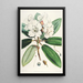 Les Rhododendrons de l'Himalaya de Sikkim Pl11 - Walter Hood Fitch — gerahmtes Bild an der Wand