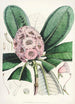 Les Rhododendrons de l'Himalaya de Sikkim Pl15 - Walter Hood Fitch — Ansicht des Kunstwerks